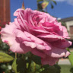 Meet your Posher, Sydney